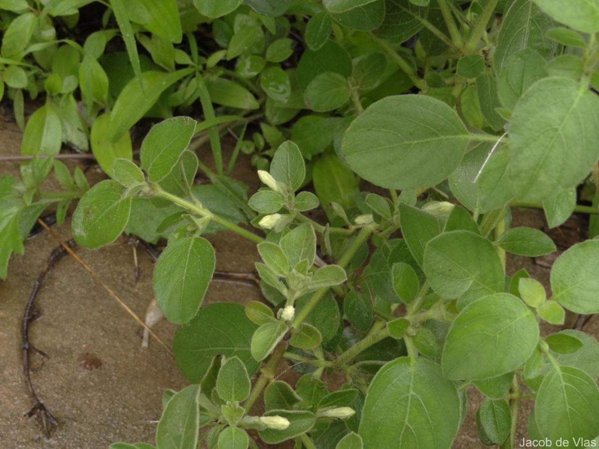 Ruellia patula Jacq.